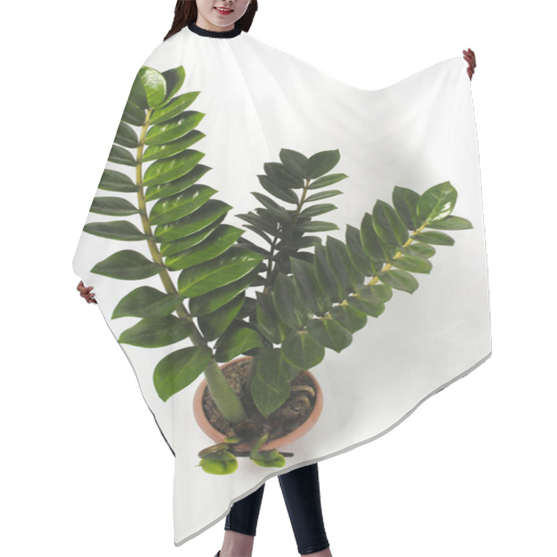 Personality  Zamioculcas On A Red Pot Isolated On White Background. Also Known As Zanzibar Gem, ZZ Plant, Zuzu Plant, Aroid Palm, Eternity Plant, Emerald Palm, And Pohon Dolar. Hair Cutting Cape