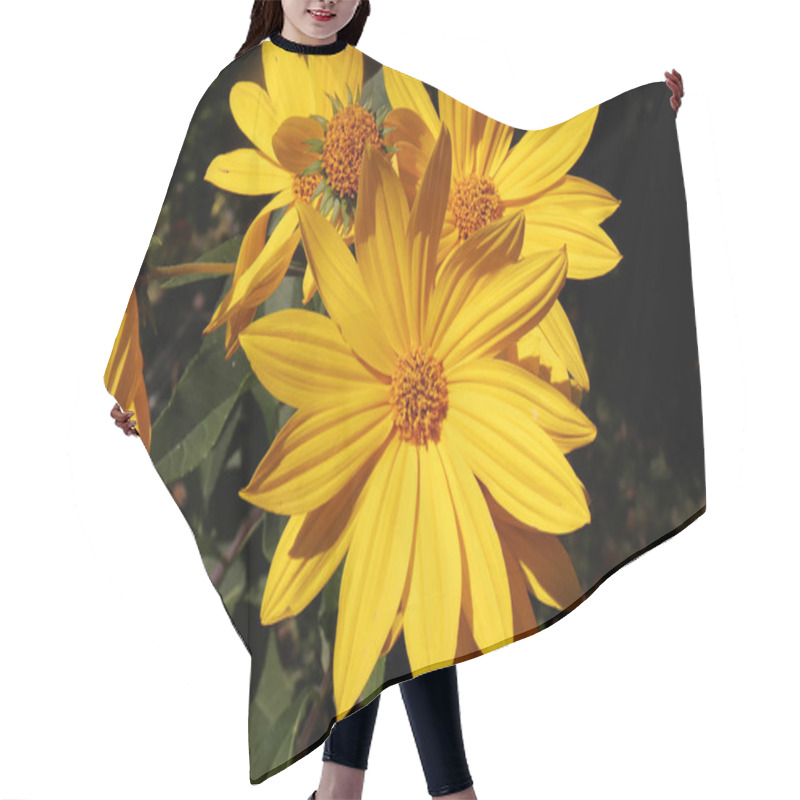 Personality  Growing Yellow Helianthus Tuberosus Flower Head Against Its Natural Foliage Background, Also Known As: Jerusalem Artichoke, Sunchoke, Earth Apple And Topinambour. Food Source. Hair Cutting Cape