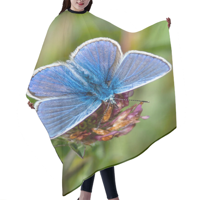 Personality  Adonis Blue Butterfly With Wings Outstretched In Spring Stock Photo Hair Cutting Cape