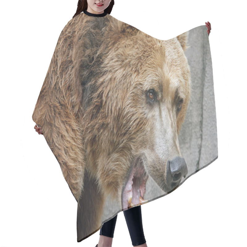 Personality  Growling, Grizzly Bear Hair Cutting Cape