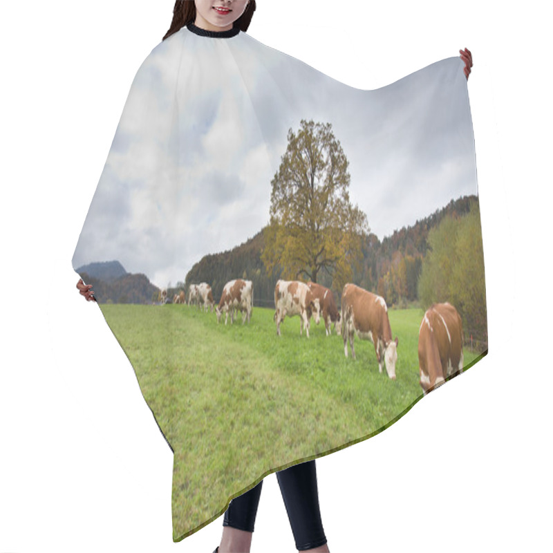 Personality  Simmental Cows On Meadow Hair Cutting Cape