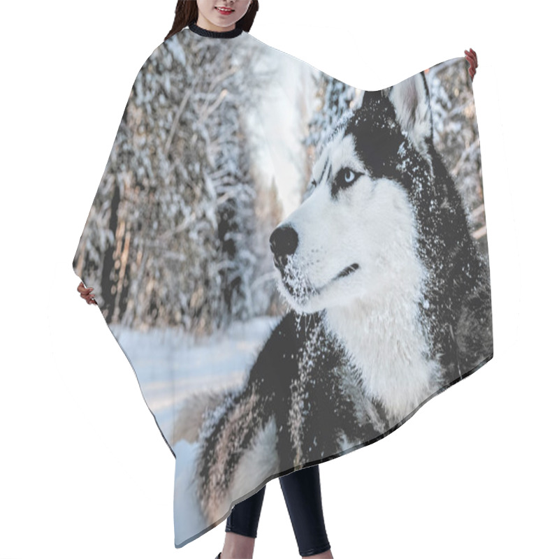 Personality  Husky Dog Lying In The Hair Cutting Cape