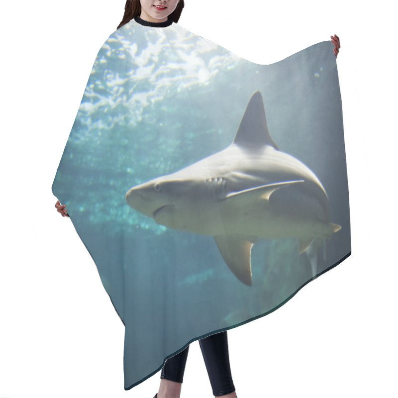 Personality  Picture Of A Shark View  Hair Cutting Cape