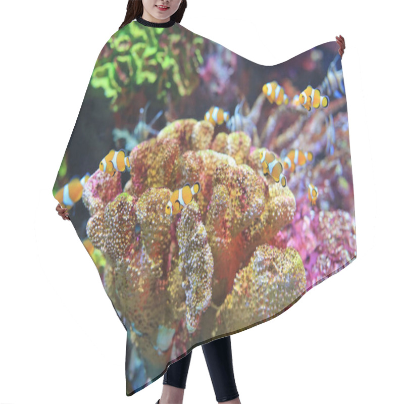 Personality  Clown Fish Swimming Under Water In Aquarium Tank. Hair Cutting Cape