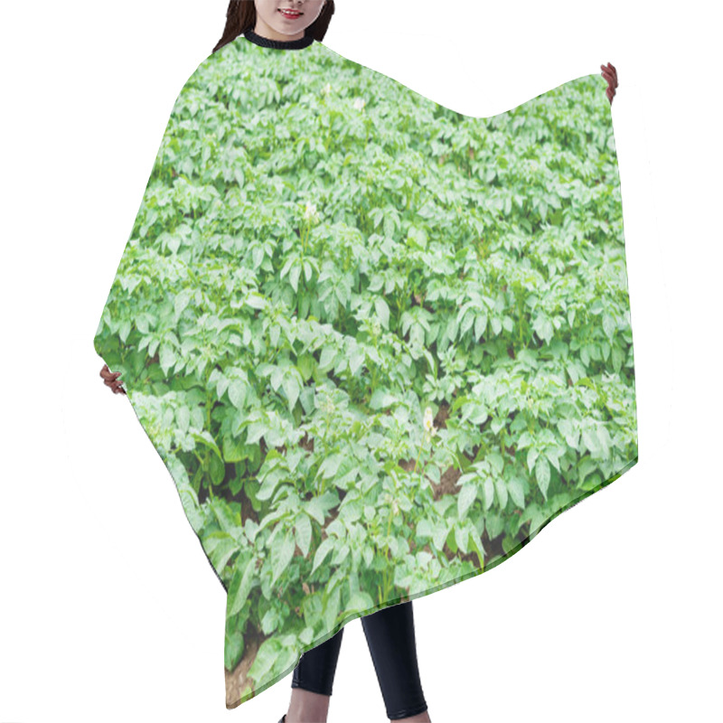 Personality  Potato Field With Green Shoots Of Potatoes Hair Cutting Cape