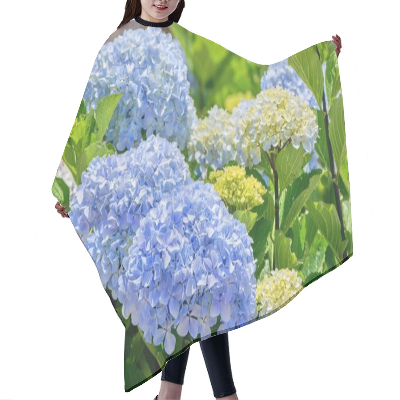 Personality  Hydrangea Macrophylla Or Hortensia Flower - Blue Cultivar Hair Cutting Cape