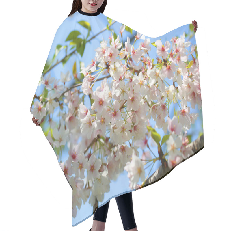 Personality  White Spring Blossoms Of Cherry. Flowers Outdoor Hair Cutting Cape