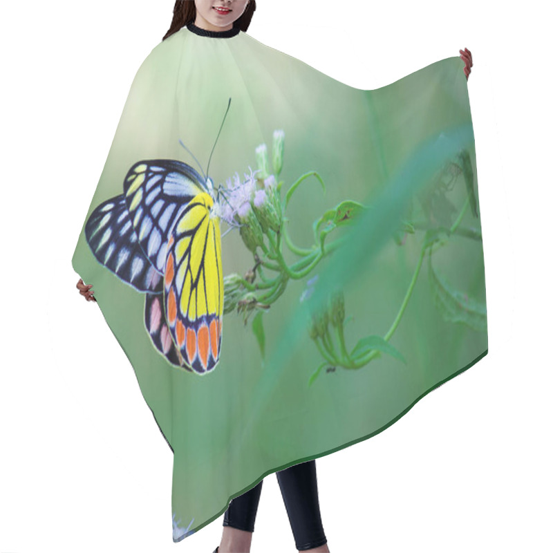 Personality  Beautiful Portrait Of A Indian Jezebel Butterfly  Sitting On The Flower In A Soft Green Blurry Background  During Spring Hair Cutting Cape