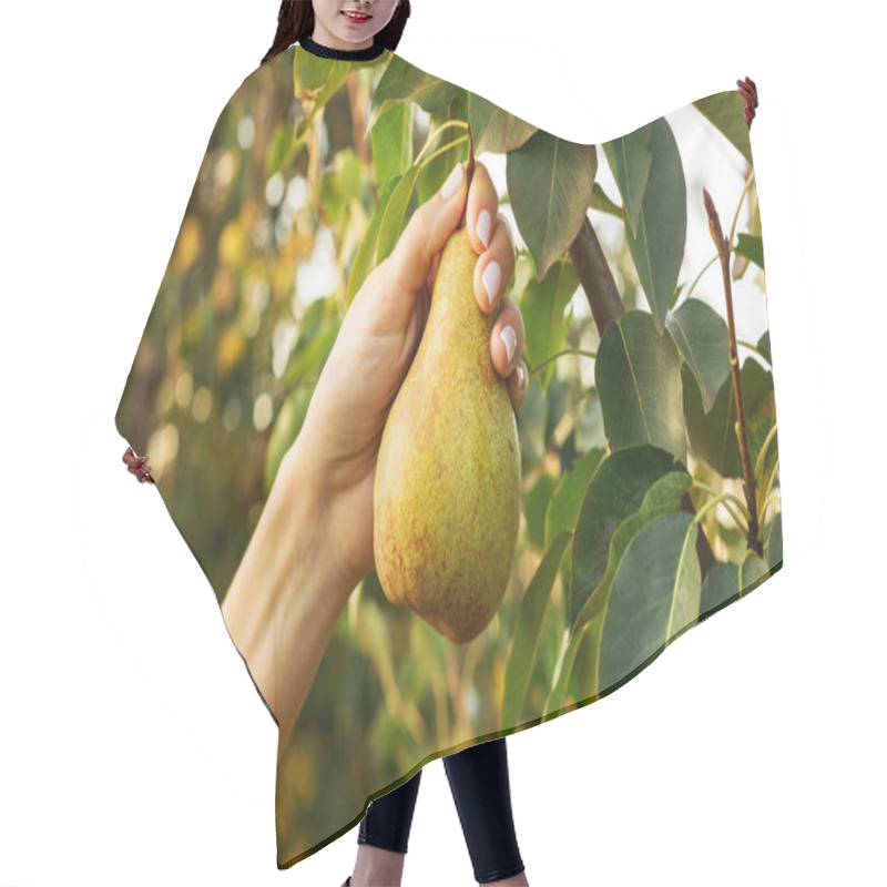 Personality  Female Hand Holds Beautiful Tasty Ripe Pear On Branch Of Apple Tree In Orchard For Food Or Juice, Harvesting. Autumn Harvest In The Garden Outside. Village, Rustic Style. Eco, Farm Products. Hair Cutting Cape