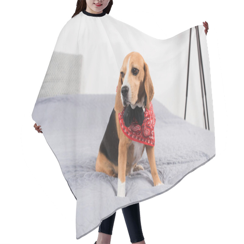 Personality  Sad Beagle Dog  Hair Cutting Cape