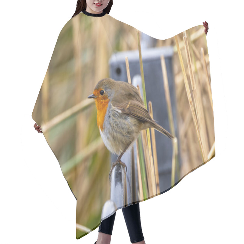 Personality  A European Robin, A Small Insectivorous Bird, Perched In The National Botanic Gardens, Dublin, Ireland. Hair Cutting Cape