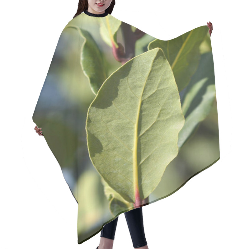 Personality  Laurel Leaves - Latin Name - Laurus Nobilis Hair Cutting Cape