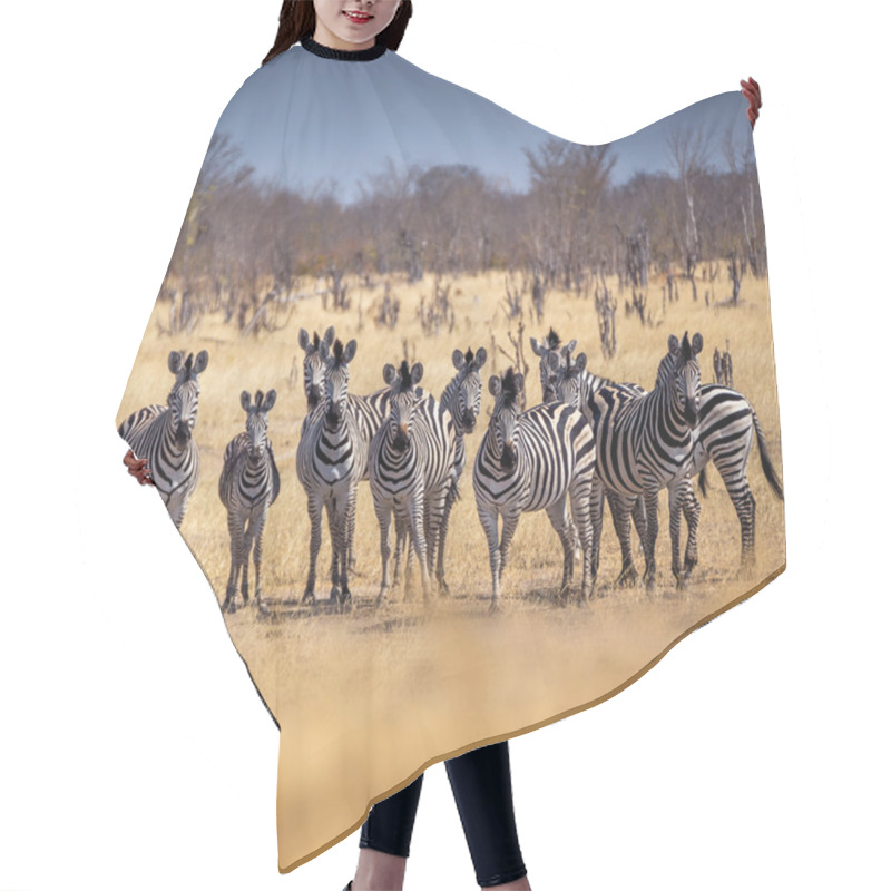 Personality  Herd Of Zebras In African Savannah Hair Cutting Cape