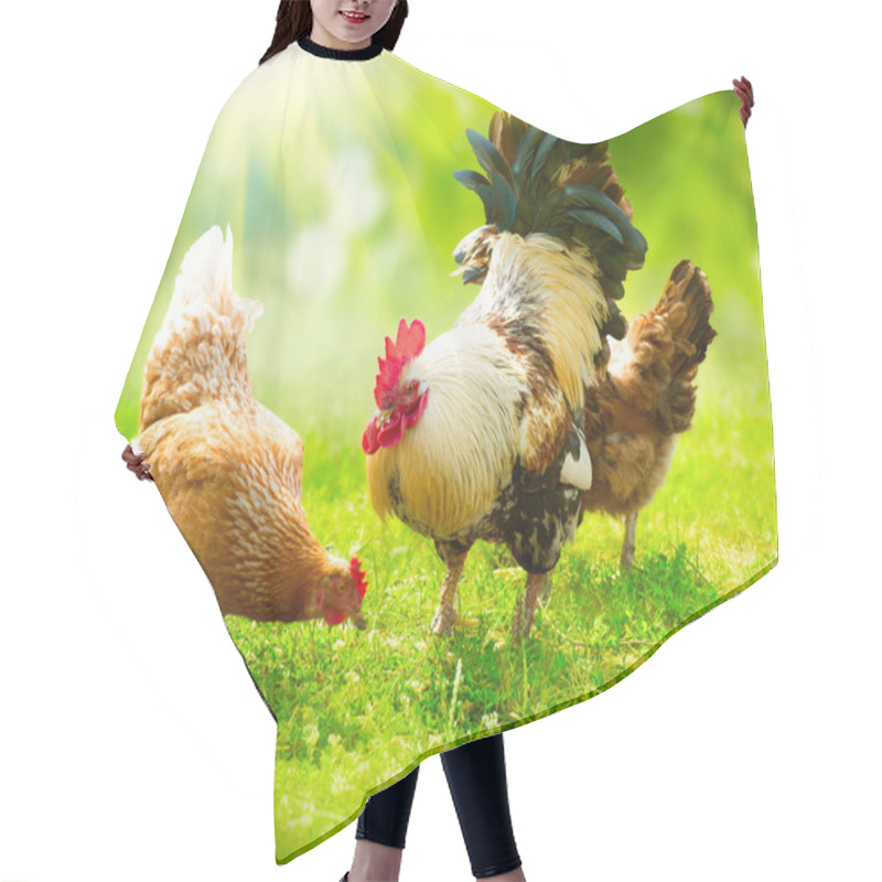 Personality  Rooster And Chickens. Free Range Cock And Hens Hair Cutting Cape