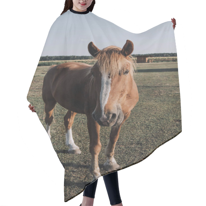 Personality  Close Up View Of Beautiful Brown Horse Grazing On Meadow In Countryside Hair Cutting Cape