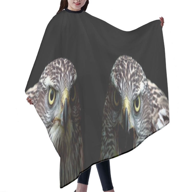 Personality  Two Hawks Close-up On Black Background Hair Cutting Cape