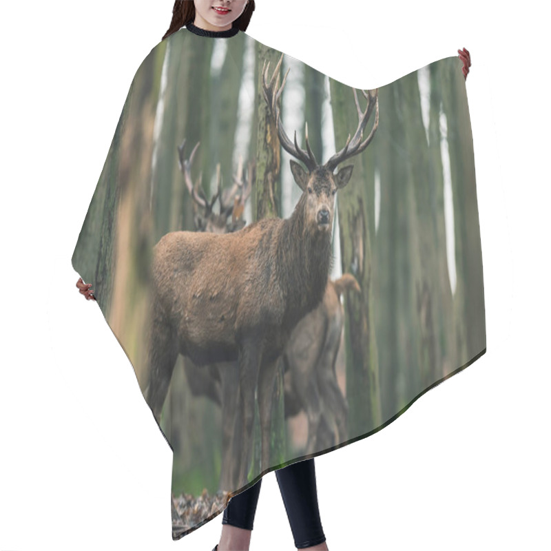 Personality  Deer Between Trees In Winter Forest Hair Cutting Cape