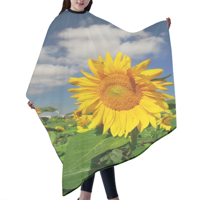 Personality  Sunflower Under Blue Sky. Hair Cutting Cape