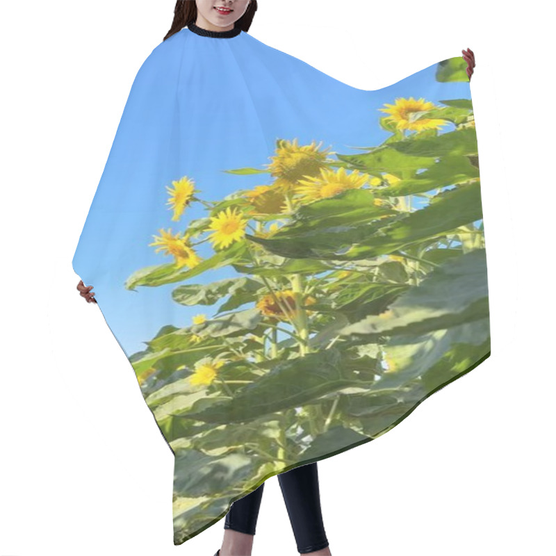 Personality  Vertical Screen :Sunflower Petals Frame Lush Biofarm Ecosystem, Reflecting Natural Beauty. Thriving Sunflower Stalks Enhance Biofarm Fields, Supporting Balanced Ecosystem. Hair Cutting Cape