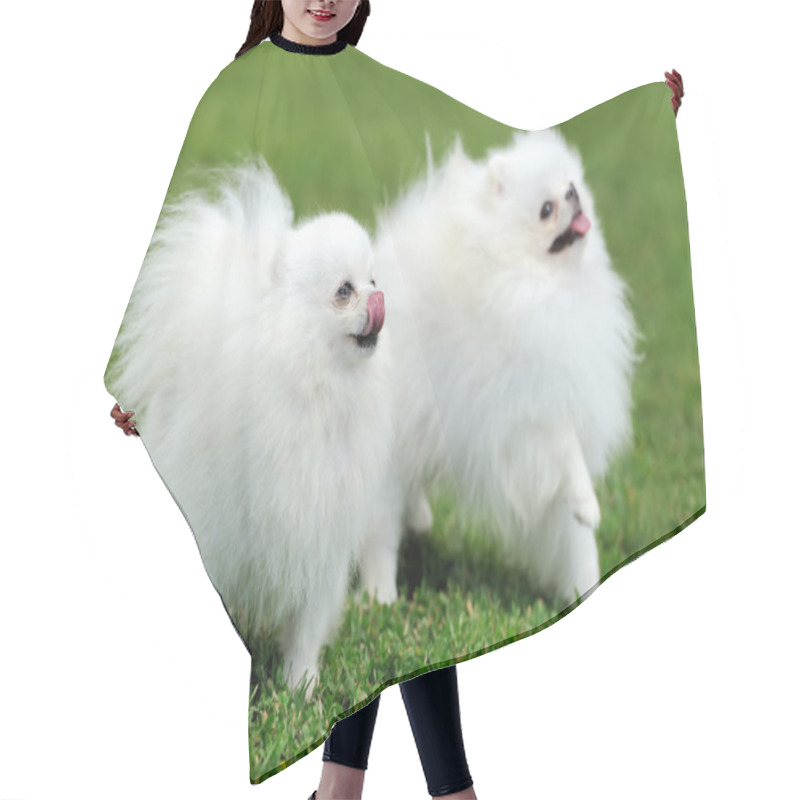 Personality  White Pomeranian Dog Hair Cutting Cape