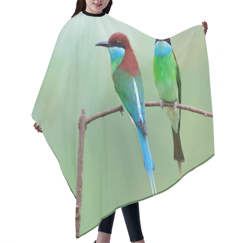 Personality  Touch Of Nature With Beautiful Green And Blue Bird Together Perching On Thin Branch Over Blur Background, Pair Of Blue-throated Bee-eather Hair Cutting Cape