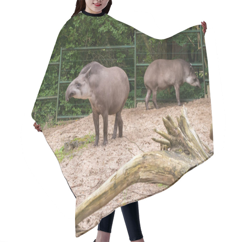 Personality  Tapir. Wild Animal Plain Tapir , In Zoo. Hair Cutting Cape