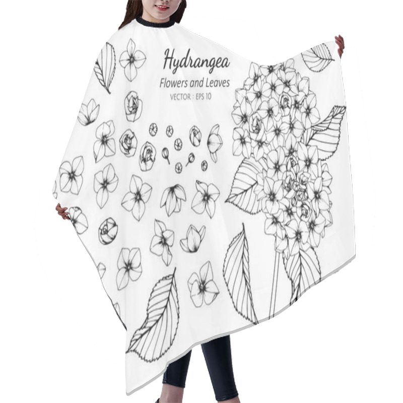 Personality  Collection Set Of Hydrangea Flower And Leaves Drawing. Hair Cutting Cape