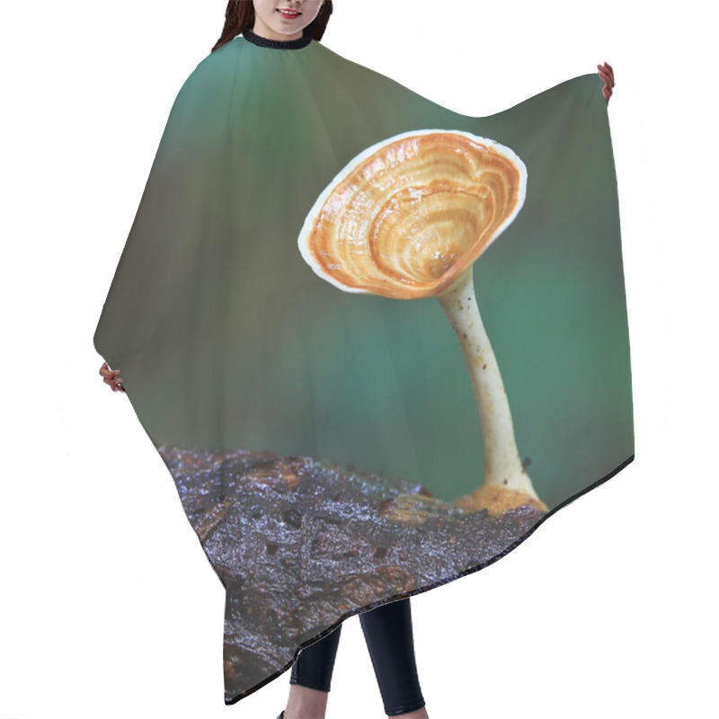 Personality  Mushrooms Hair Cutting Cape