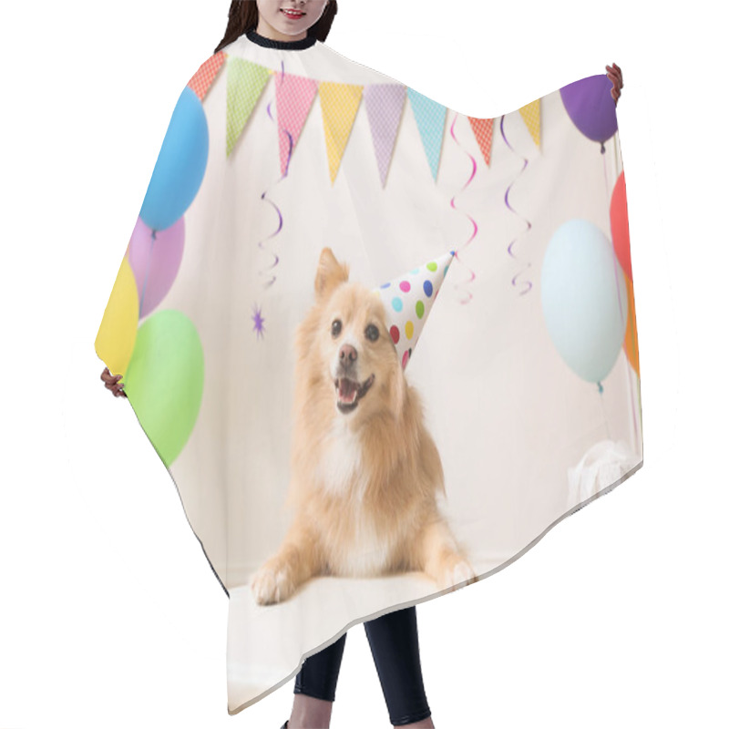 Personality  Cute Dog Wearing Party Hat At Table In Room Decorated For Birthday Celebration Hair Cutting Cape