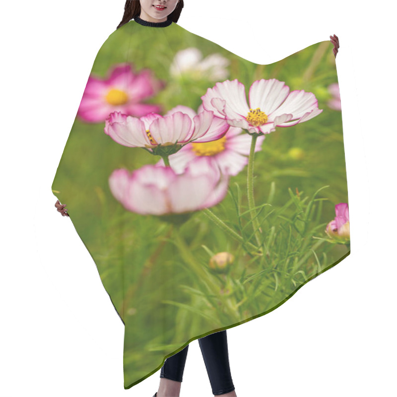 Personality  Pink Rimmed Cosmos Flowers In Full Bloom With Lush Green Background Hair Cutting Cape