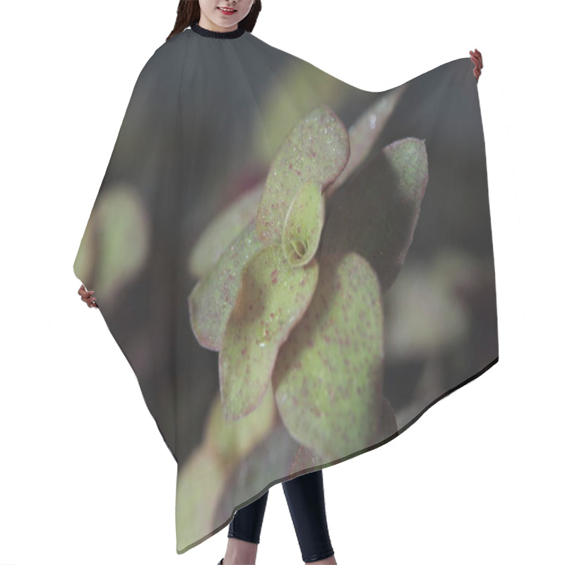 Personality  Small Leaf Tops In A Pot Hair Cutting Cape