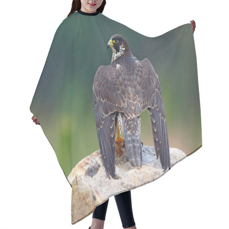 Personality  Hunting Peregrine Falcon Bird Hair Cutting Cape