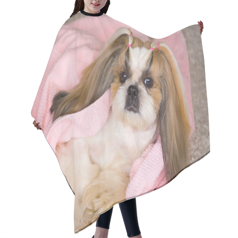 Personality  Beautiful Shih-tzu Dog At The Groomer's Hands With Comb. Hair Cutting Cape