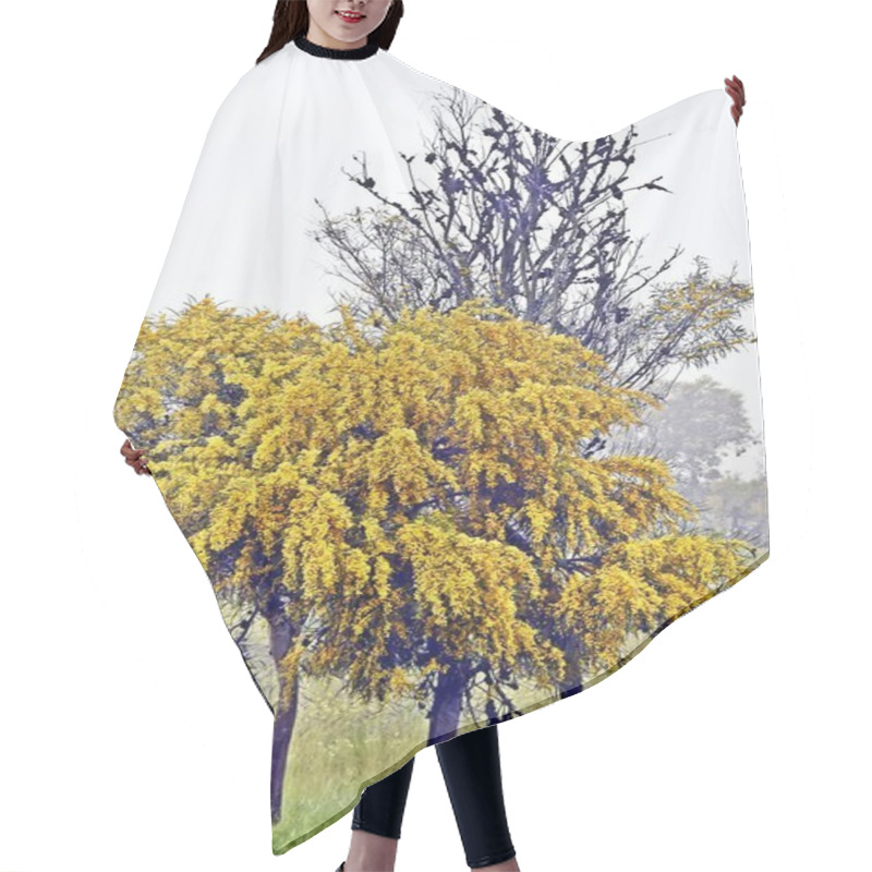 Personality  Close Up Of Yellow Blooming Mimosa Trees Hair Cutting Cape