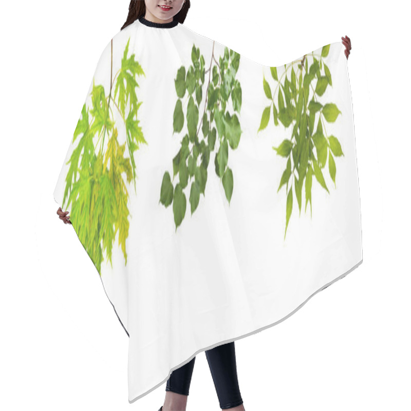 Personality  Set The Branch With Green Summer Leaves Isolated Hair Cutting Cape