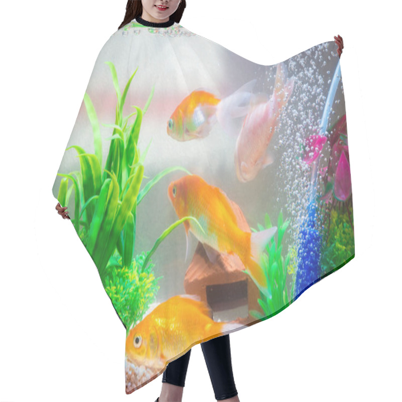 Personality  Little Fish In Fish Tank Or Aquarium, Gold Fish, Guppy And Red F Hair Cutting Cape