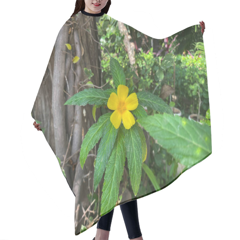 Personality  Turnera Ulmifolia, With Its Bright Yellow, Five-petaled Flowers, Stands Out Vividly Against The Textured Backdrop Of Tree Bark. Hair Cutting Cape