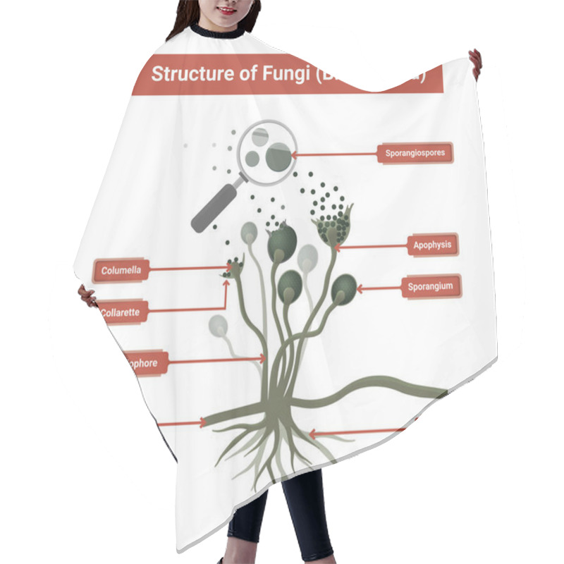 Personality  Structure Of Rhizopus Mold,  Bread Mold, Black Fungus, Illustration. Opportunistic Fungi That Cause Mucormycosis Involving Skin, Nasal Sinuses, Brain And Lungs.  Hair Cutting Cape