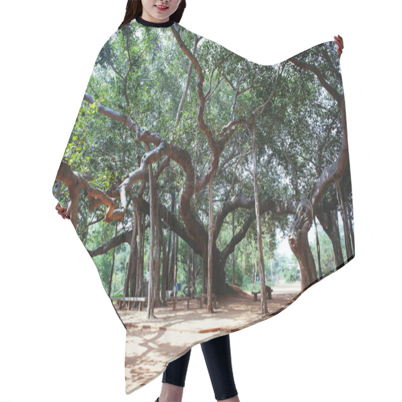 Personality  Famous Banyan Tree In Auroville, India Hair Cutting Cape