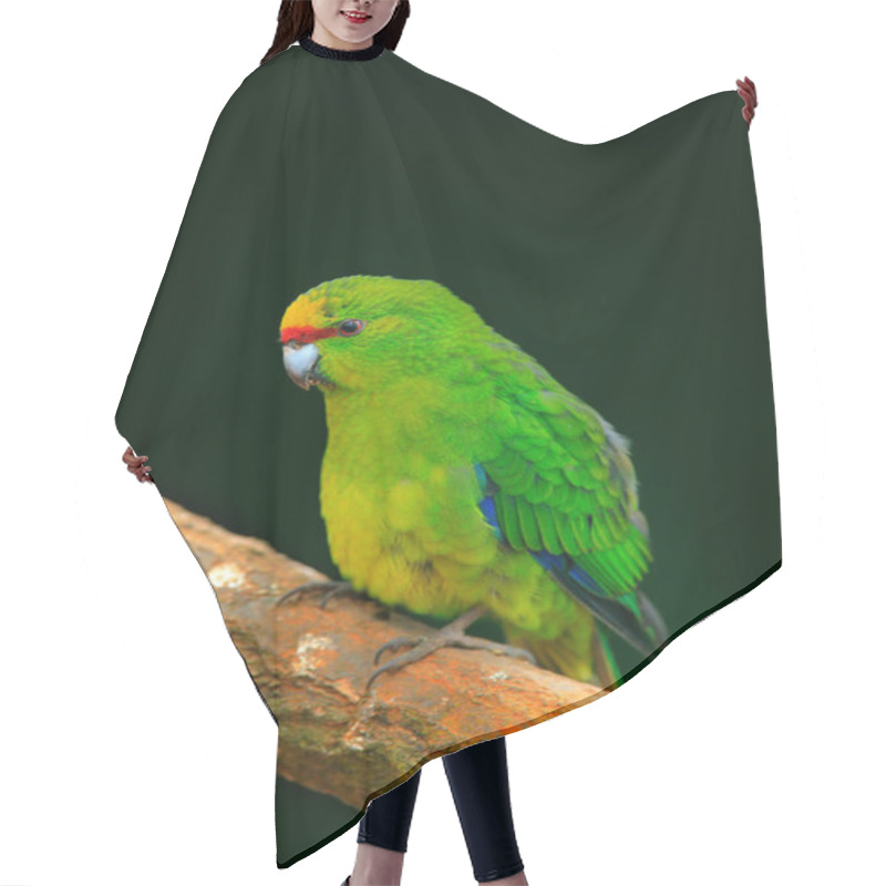 Personality  Green Parrot Amazona Bird Hair Cutting Cape