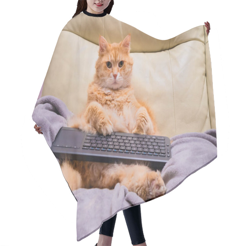 Personality  Cat Seating Like A Human On The Cough Surfing Internet With His Keyboard Hair Cutting Cape