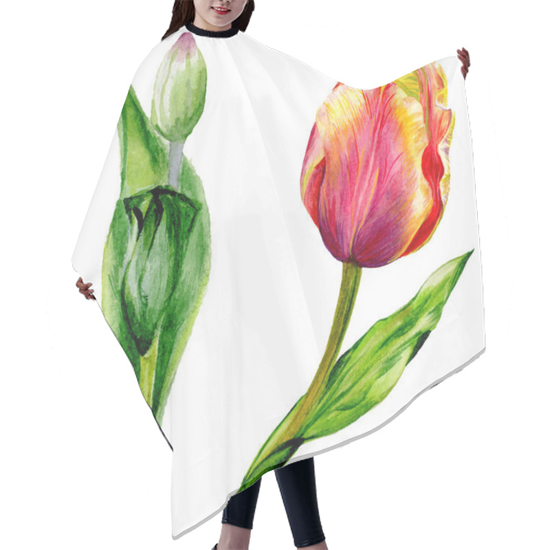 Personality  Amazing Red Tulip Flowers With Green Leaves. Hand Drawn Botanical Flowers. Watercolor Background Illustration. Isolated Red Tulips Illustration Element. Hair Cutting Cape