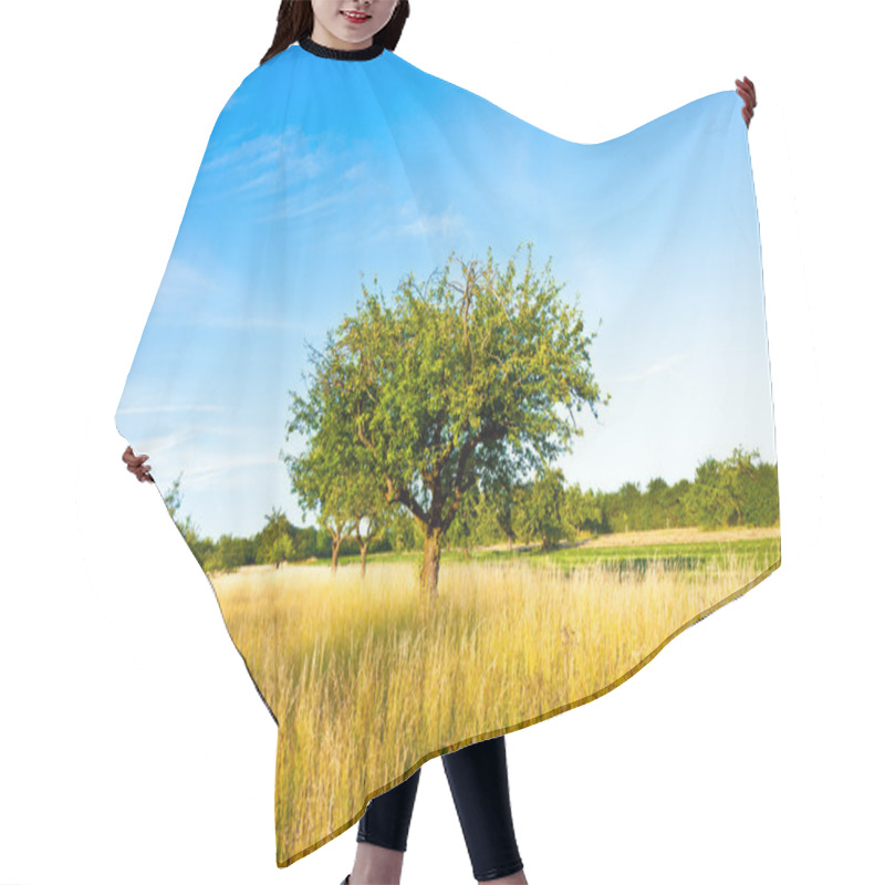 Personality  Beautiful Typical Speierling Apple Tree In Meadow For The German Hair Cutting Cape