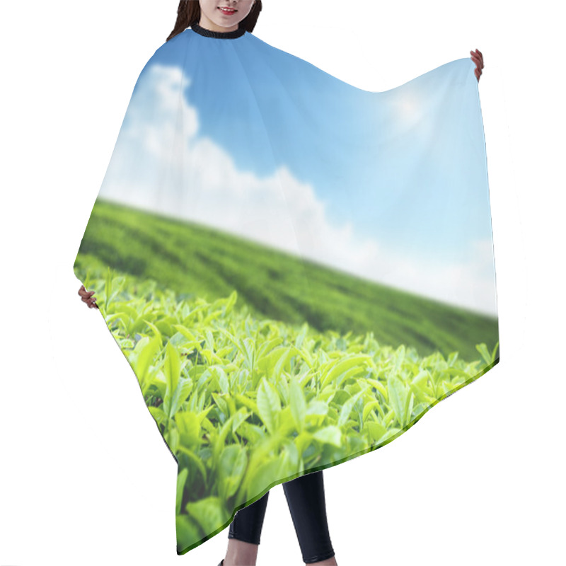 Personality  Tea Plantation Hair Cutting Cape