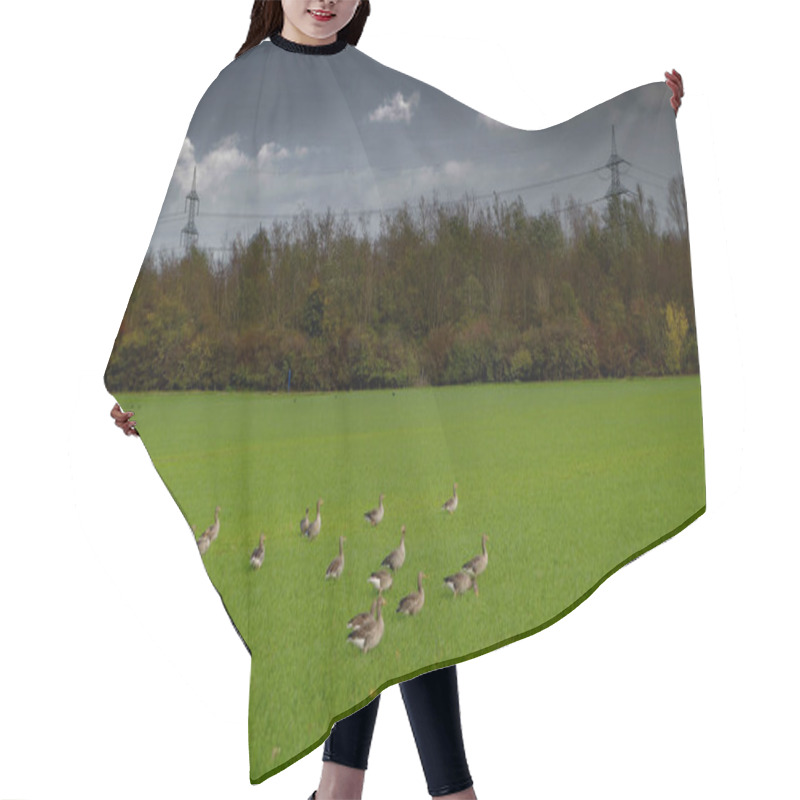 Personality  Flock Of Geese On A Meadow In Germany Hair Cutting Cape