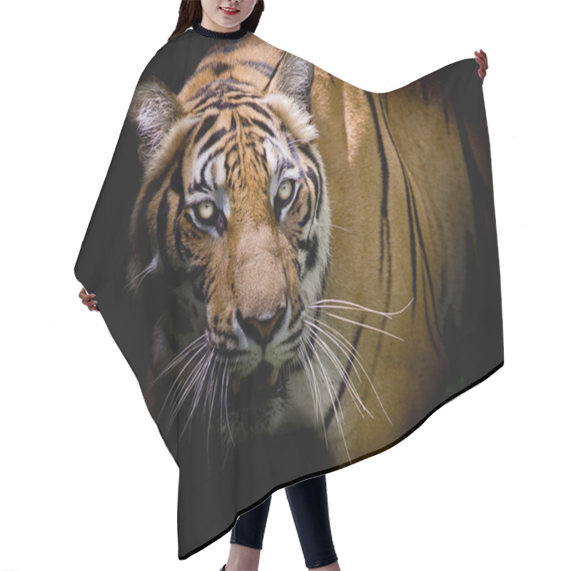 Personality  Tiger Looking His Prey And Ready To Catch It. Hair Cutting Cape