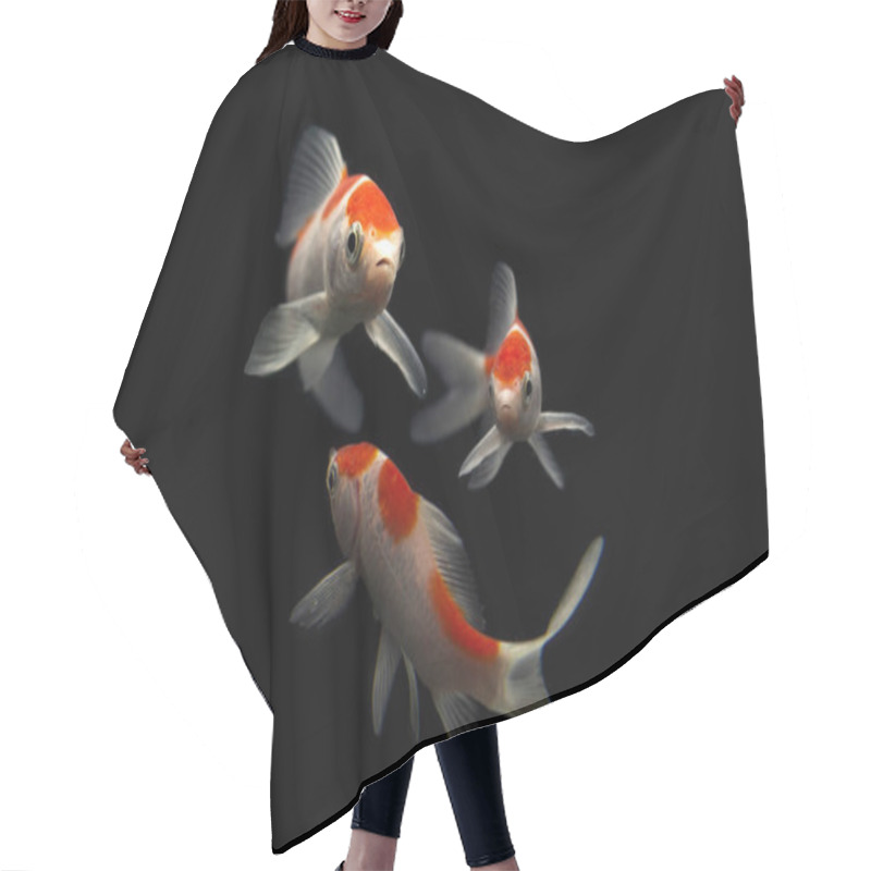 Personality  Butterfly Koi Fish Long Tail Isolated On Black . Hair Cutting Cape