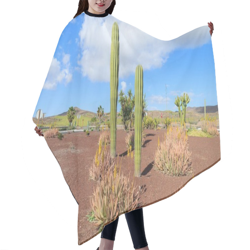 Personality  Large Tall Cactus Plants Growing On Fuerteventura Among Other Tropical Plants Near Road To Las Playitas Town, Canary Islands, Spain Hair Cutting Cape