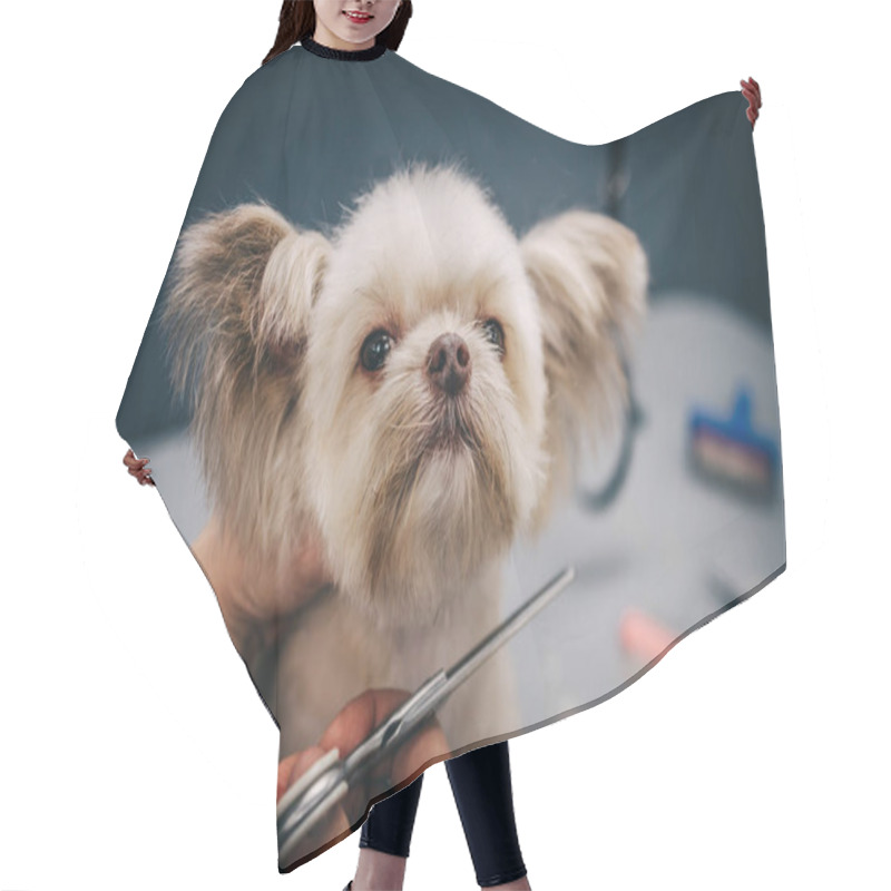 Personality  Grooming A Dog In A Grooming Salon. Animal Care. Hair Cutting Cape