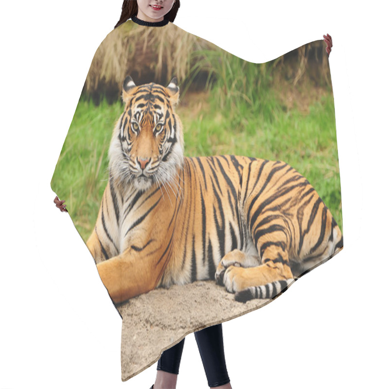 Personality  Majestic Bengal Tiger Hair Cutting Cape